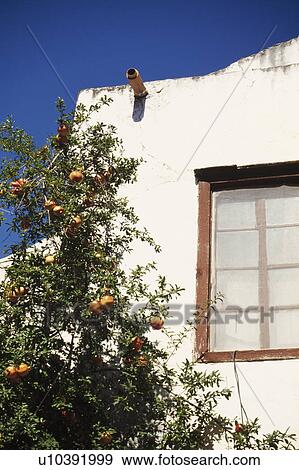 Pomegranate tree in front of Turkish house View Large Photo Image Stock Photo - Pomegranate tree in front of Turkish house. Fotosearch