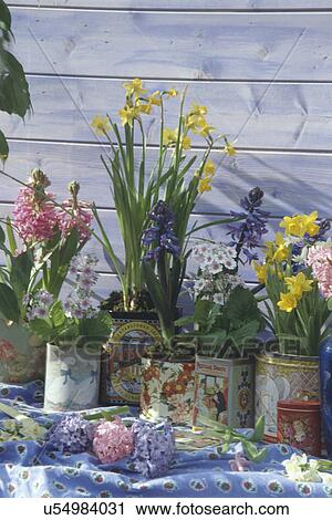 Pots of colourful flowering spring bulbs View Large Photo Image Stock Image - Pots of colourful flowering spring bulbs. Fotosearch