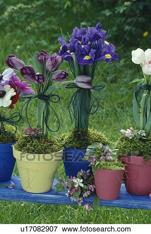 Stock Photo - Pots of colourful flowering spring bulbs. Fotosearch