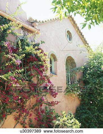 Stock Photo - Purple bougainvillea on traditional villa in Southern Spain. Fotosearch