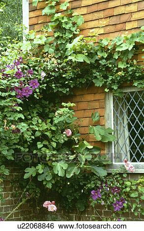 Stock Photograph - Purple clematic and vine growing on peg tile wall of traditional country cottage. Fotosearch