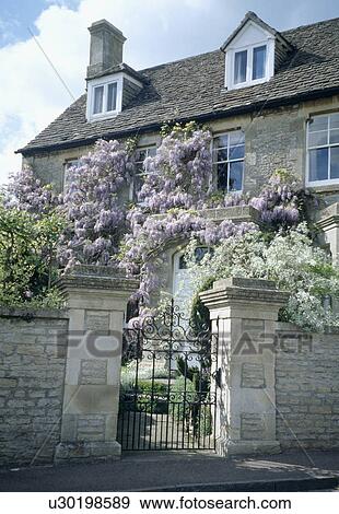 Purple wisteria climbing on stone country house with wrought iron gate in stone wall View Large Photo Image Stock Photo - Purple wisteria climbing on stone country house with wrought iron gate in stone wall. Fotosearch