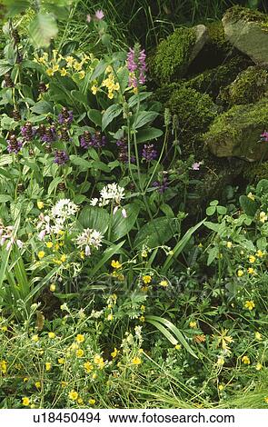 Picture - Ramsons and primula "vulgaris" growing with wild flowers below mossy stone wall. Fotosearch