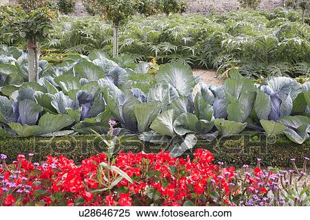 Stock Photography - red, beds, formal, gardens. Fotosearch