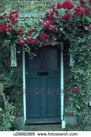 Red climbing roses above dark blue front door View Large Photo Image Stock Photo - Red climbing roses above dark blue front door. Fotosearch