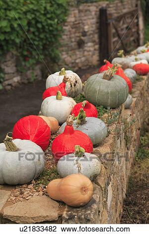 Stock Image - red, gardens, food, vegetables, walls, harvest. Fotosearch