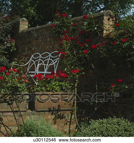 Stock Photograph - Red geraniums in terracotta planters. Fotosearch