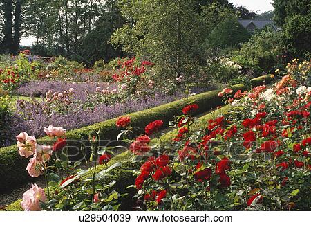 Red roses bordered by low clipped hedge in summer country garden View Large Photo Image Stock Photo - Red roses bordered by low clipped hedge in summer country garden. Fotosearch