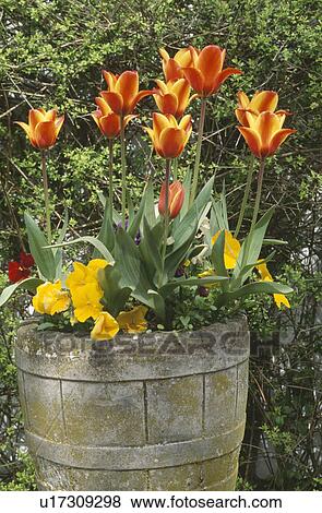 Red & yellow tulipa "Synaeda King" with yellow primulas in stone barrel View Large Photo Image Stock Photo - Red & yellow tulipa "Synaeda King" with yellow primulas in stone barrel. Fotosearch