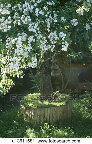 Rosa Filipes Kiftsgate in raised circular bed View Large Photo Image Stock Image - Rosa Filipes Kiftsgate in raised circular bed. Fotosearch