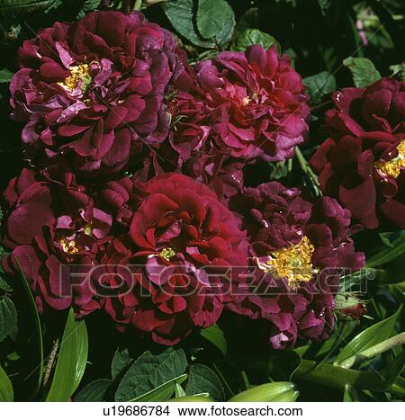 rose, red, rosa, rosa william lobb, plants View Large Photo Image Picture - rose, red, rosa, rosa william lobb, plants. Fotosearch