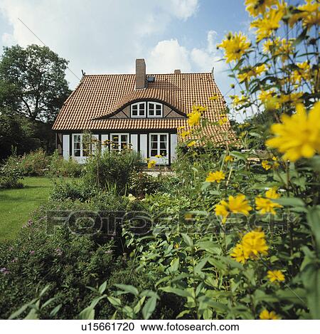 Rudbeckia in border of large garden in front of cottage in summer View Large Photo Image Stock Image - Rudbeckia in border of large garden in front of cottage in summer. Fotosearch