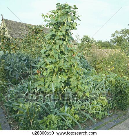 Runner beans in large country vegetable garden Large country vegetable garden in summer View Large Photo Image Stock Image - Runner beans in large country vegetable garden Large country vegetable garden in summer. Fotosearch