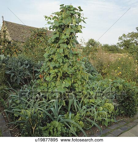 Runner beans in large country vegetable garden in summer View Large Photo Image Stock Photography - Runner beans in large country vegetable garden in summer. Fotosearch