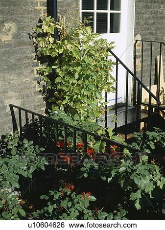 Runner beans in pot on basement steps View Large Photo Image Stock Photograph - Runner beans in pot on basement steps. Fotosearch