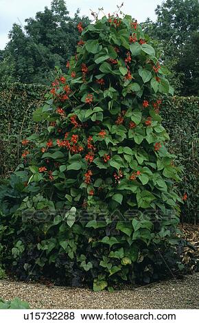 Runner beans in vegetable garden View Large Photo Image Stock Photo - Runner beans in vegetable garden. Fotosearch