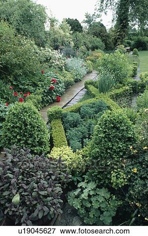 Stock Photo - Salvia purpurea and clipped buxus with ruta in knot garden beside path in large country garden. Fotosearch