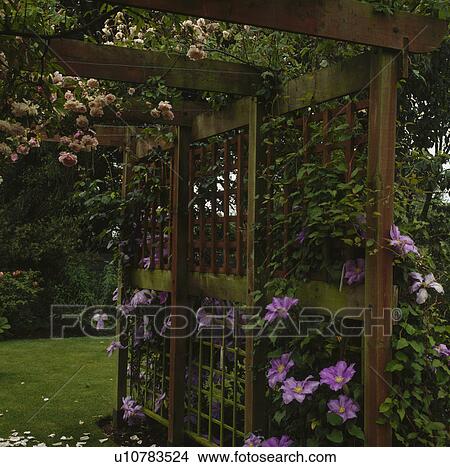 Picture - Shady pergola with early summer pairing of an apricot climbing rose with a large flowered clematis.. Fotosearch
