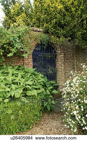 Shrub in border with clipped low hedge in walled country garden in summer View Large Photo Image Picture - Shrub in border with clipped low hedge in walled country garden in summer. Fotosearch