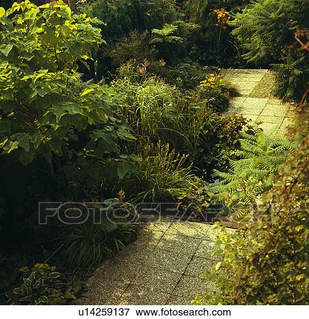 Stock Photo - Shrubs in borders with paved path in country garden. Fotosearch