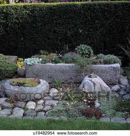 Sink gardens in front of clipped hedge in country garden View Large Photo Image Picture - Sink gardens in front of clipped hedge in country garden. Fotosearch