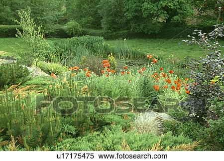 Small Conifers And Red Poppies In Country Garden In Summer Perennials In Borders In Country Garden In Summer Stock Photography U17175475 Fotosearch