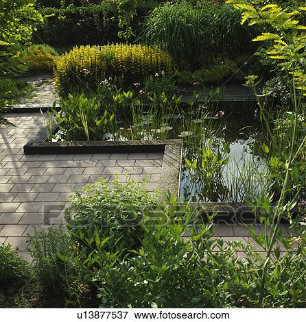 Small l-shaped pool with flowering rush set in brick paving with soft perennial planting View Large Photo Image Stock Photo - Small l-shaped pool with flowering rush set in brick paving with soft perennial planting . Fotosearch