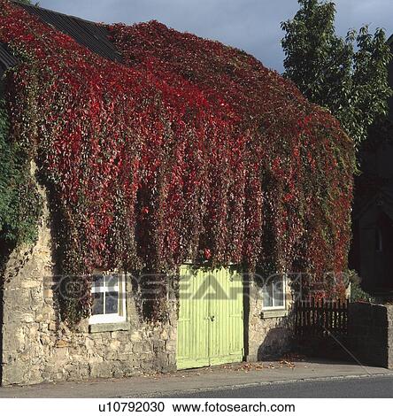 Small stone barn covered with parthenocissus View Large Photo Image Stock Image - Small stone barn covered with parthenocissus. Fotosearch