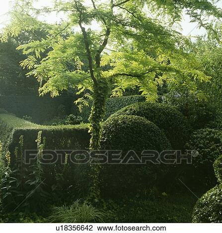 Stock Image - Small tree and clipped hedges in large country garden. Fotosearch