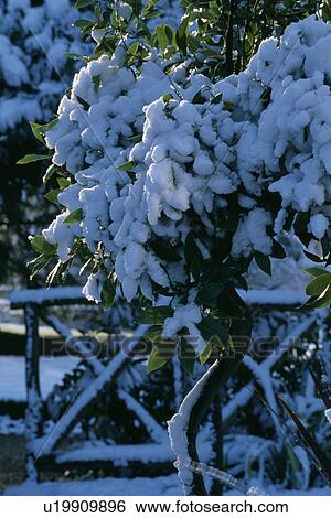 Snow in country garden in winter View Large Photo Image Stock Photograph - Snow in country garden in winter. Fotosearch