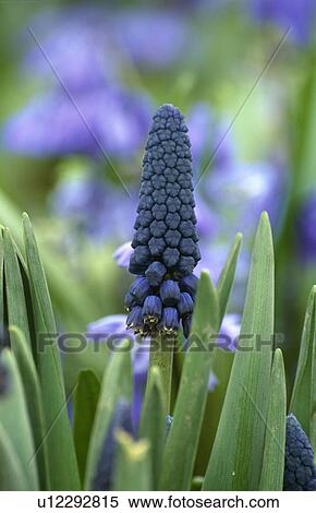 spring, blue, muscari, plants View Large Photo Image Stock Photography - spring, blue, muscari, plants. Fotosearch