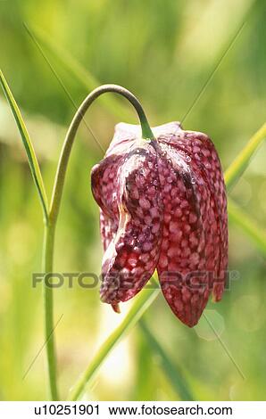 spring, purple, bulbs, fritillaria meleagris, snakeshead fritillary View Large Photo Image Stock Image - spring, purple, bulbs, fritillaria meleagris, snakeshead fritillary. Fotosearch