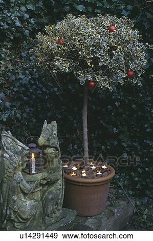 Standard holly in terracotta pot with candles beside statue of angels in night time Christmas garden View Large Photo Image Stock Photo - Standard holly in terracotta pot with candles beside statue of angels in night time Christmas garden. Fotosearch