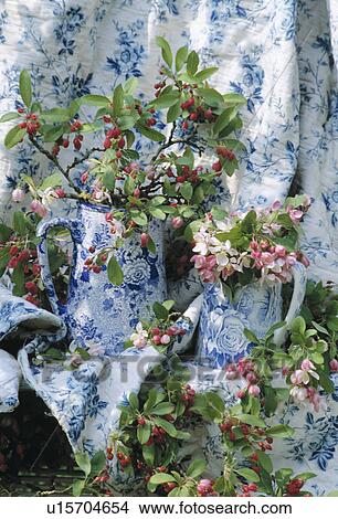 Still-Life of apple blossom View Large Photo Image Picture - Still-Life of apple blossom. Fotosearch