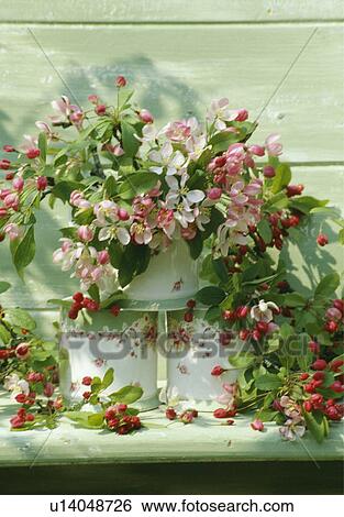 Still-Life of apple blossom View Large Photo Image Stock Photograph - Still-Life of apple blossom. Fotosearch