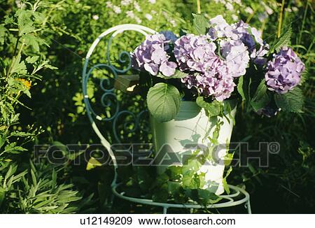 Still-Life of blue hydrangeas in vase View Large Photo Image Stock Photo - Still-Life of blue hydrangeas in vase. Fotosearch