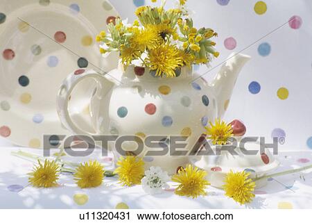 Still-Life of dandelions in spotted teapot View Large Photo Image Stock Image - Still-Life of dandelions in spotted teapot. Fotosearch