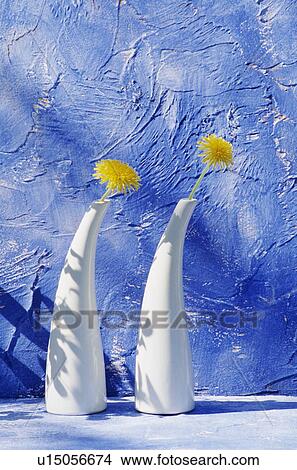Still-Life of dandelions in white vases View Large Photo Image Picture - Still-Life of dandelions in white vases. Fotosearch