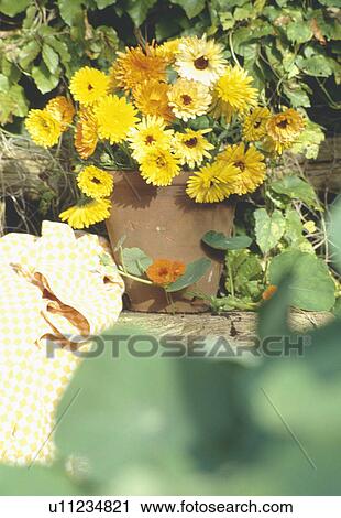 Stock Image - Still-Life of marigolds in vase. Fotosearch