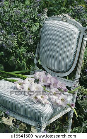 Still-Life of mauve gladioli on chair View Large Photo Image Stock Image - Still-Life of mauve gladioli on chair. Fotosearch