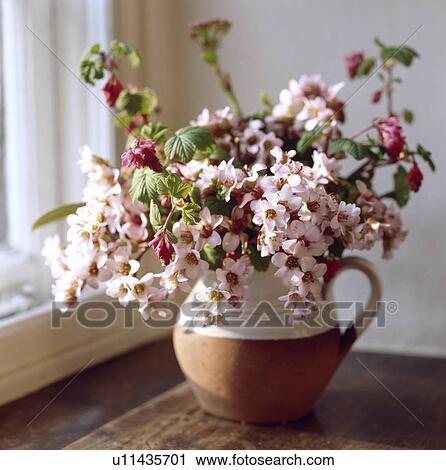 Still-Life of pink blossom Still-Life of pink spring blossom View Large Photo Image Stock Image - Still-Life of pink blossom Still-Life of pink spring blossom. Fotosearch