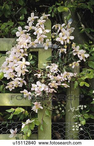 Still-life of pink clematis wreath View Large Photo Image Stock Image - Still-life of pink clematis wreath. Fotosearch