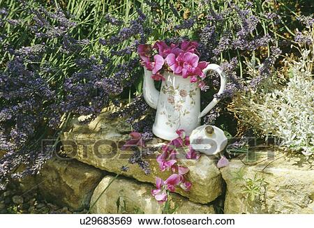 Still-life of pink flowers in jug View Large Photo Image Stock Photo - Still-life of pink flowers in jug. Fotosearch
