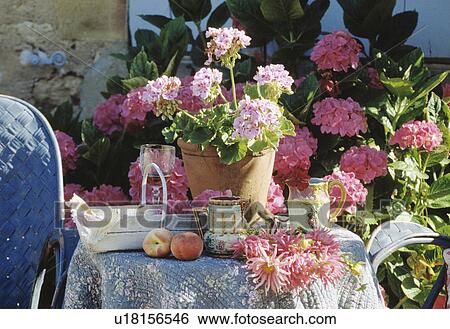 Still-Life of pink geraniums and hydrangeas View Large Photo Image Stock Photograph - Still-Life of pink geraniums and hydrangeas. Fotosearch
