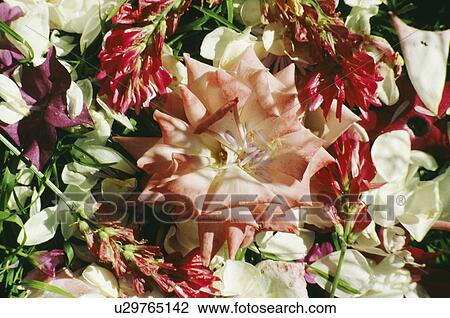 Stock Image - Still-Life of pink roses. Fotosearch