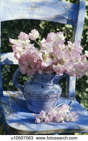 Still-Life of pink sweetpeas in blue jug View Large Photo Image Stock Image - Still-Life of pink sweetpeas in blue jug. Fotosearch