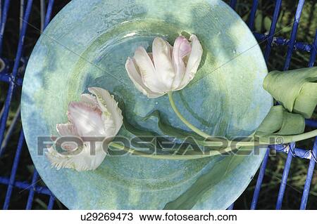 Still-Life of pink tulips View Large Photo Image Stock Image - Still-Life of pink tulips. Fotosearch