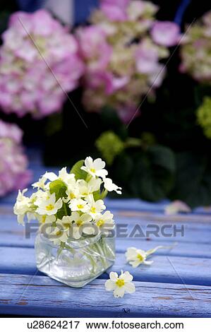 Stock Photo - Still-Life of primroses in glass vase. Fotosearch