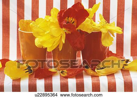 Still-Life of red and yellow tulips in orange vases View Large Photo Image Picture - Still-Life of red and yellow tulips in orange vases. Fotosearch