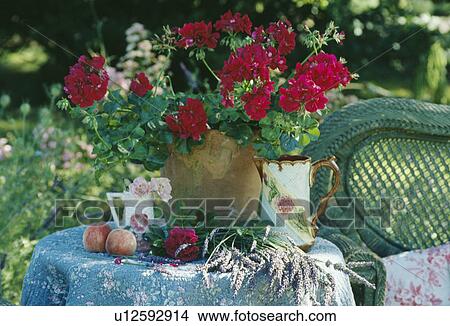 Still-Life of red geraniums View Large Photo Image Picture - Still-Life of red geraniums. Fotosearch